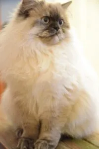 white and brown long fur cat